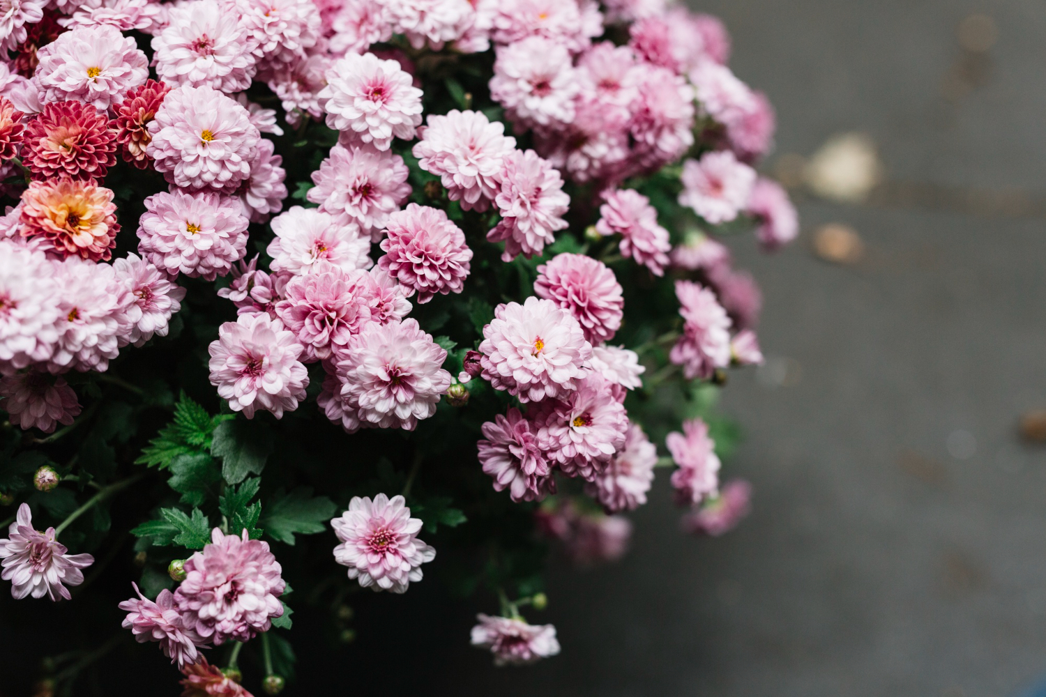 Plantas florescendo no inverno