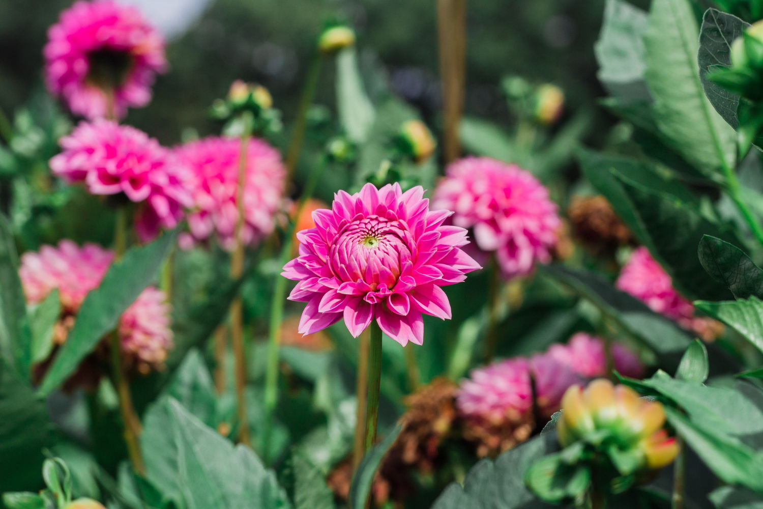 Jardim de inverno com plantas ideais para cultivar no frio