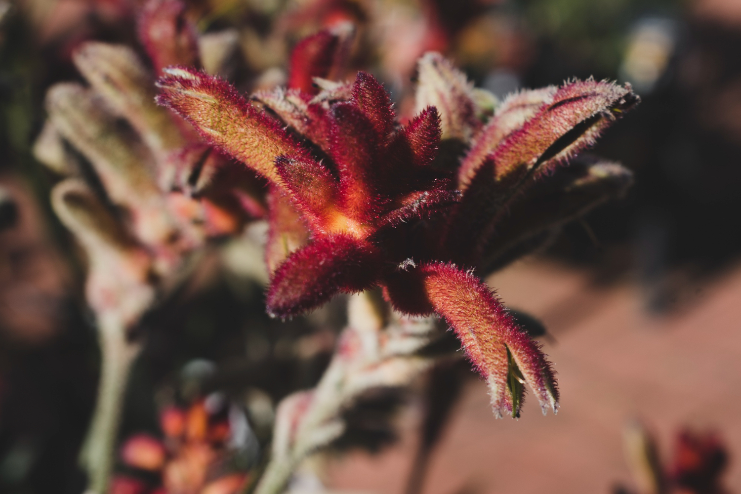 flores para um jardim de inverno resistente