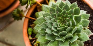 jsuculenta em um jardim de inverno