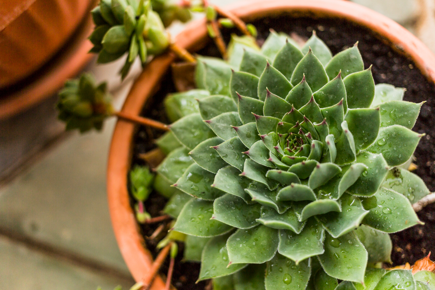 jsuculenta em um jardim de inverno