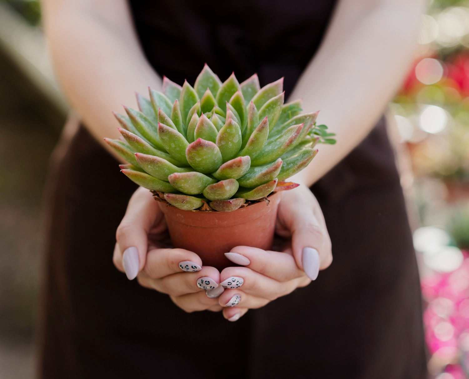 como montar um jardim de inverno em casa