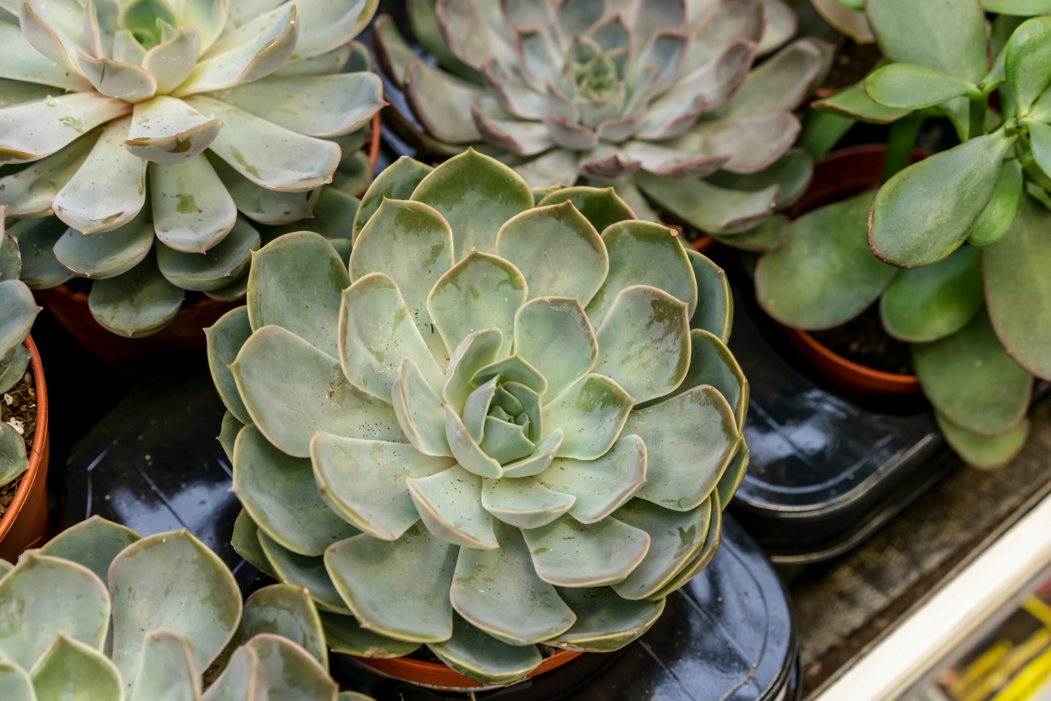 planta suculenta no jardim de inverno em casa