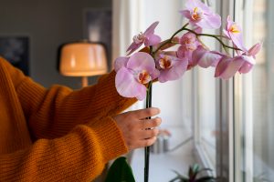 Mulher cuidando de orquídea na Decoração de primavera 2024.