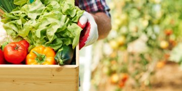 vegetable garden plantation