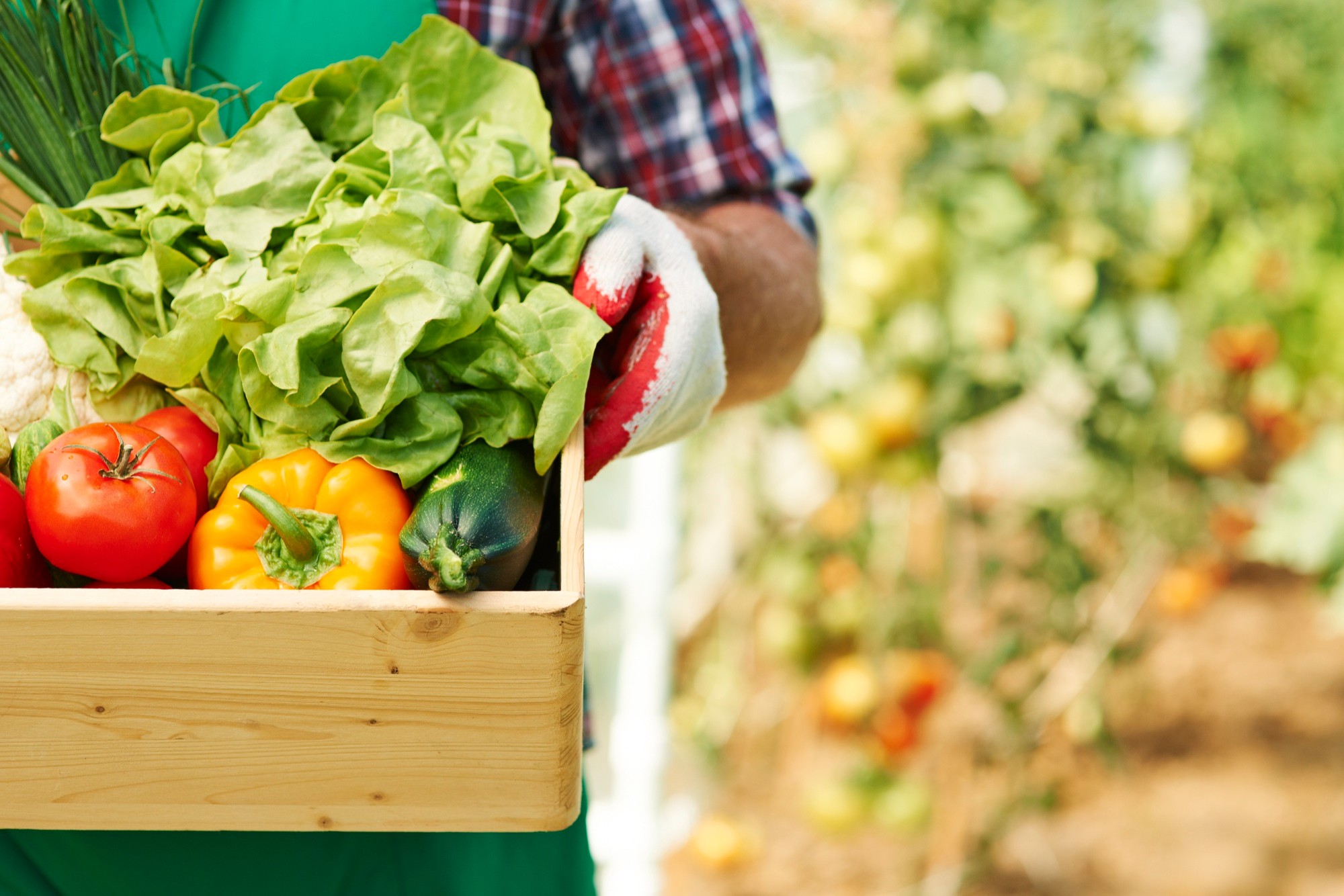 vegetable garden plantation