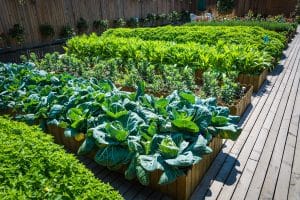 Garden-to-table